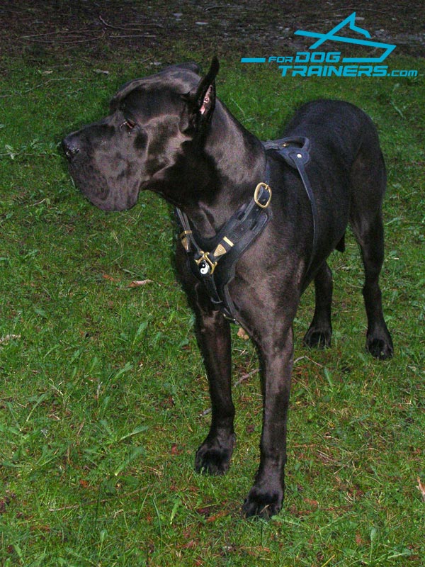 Trigger Engoys Wearing Padded Leather Great Dane Harness H10 1073 Leather dog harness protection padded 124.99