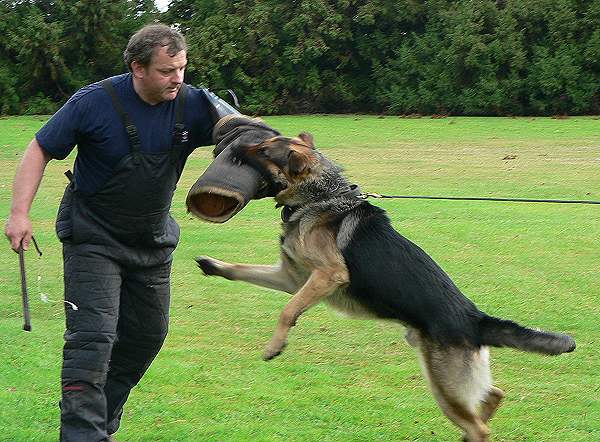 Multipurpose Police Dog Leash