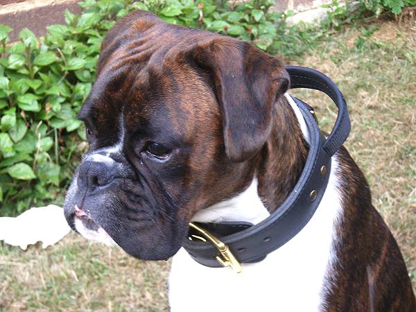 Leather Collar for Boxer breed