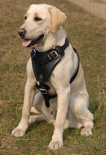 dog harness for labs