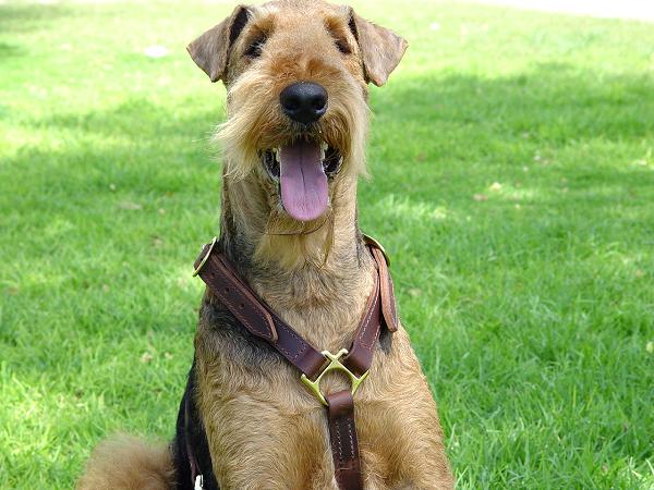Slim Leather Airedale Terrier Harness