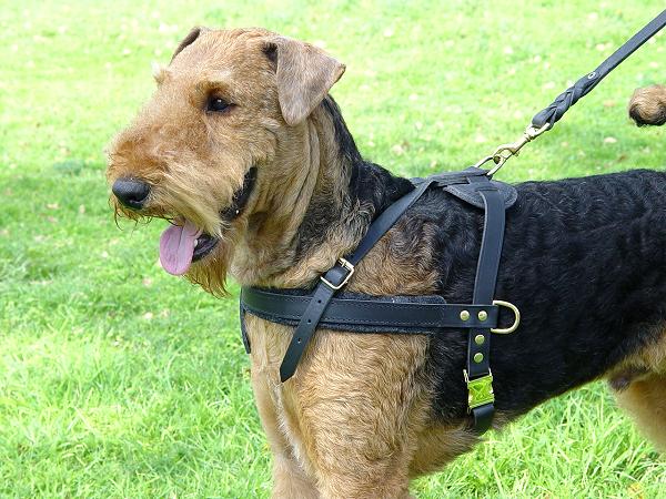 Leather Airedale Terrier Harness for Walking