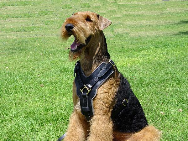 Adjustable Airedale Terrier Harness for Training