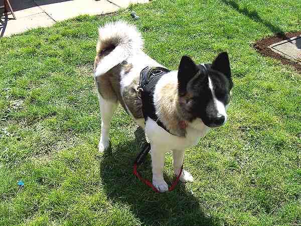 All-weather nylon Akita harness