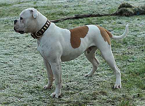 american bulldog collar