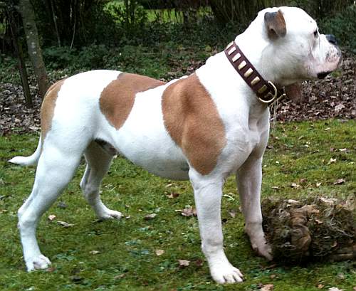 dog collar on american Bulldog