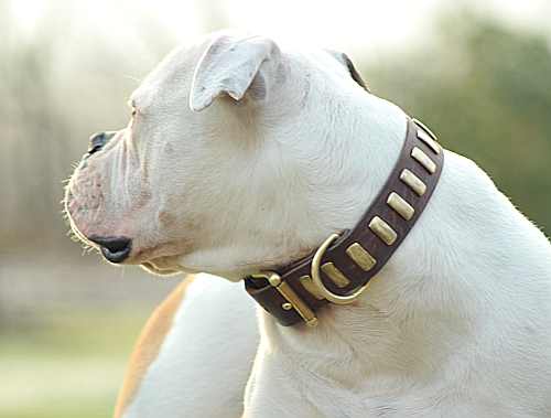 american bulldog leather collar