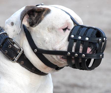 Well Ventilated Adjustable Leather Muzzle on American Bulldog