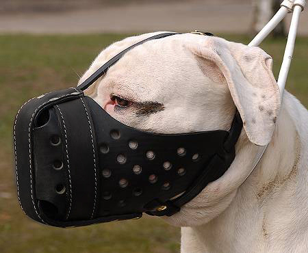 american-bulldog-muzzle-leather-2131_LRG