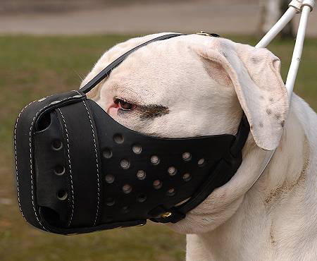 Muzzle for American Bulldog and English Bulldog – CollarDirect