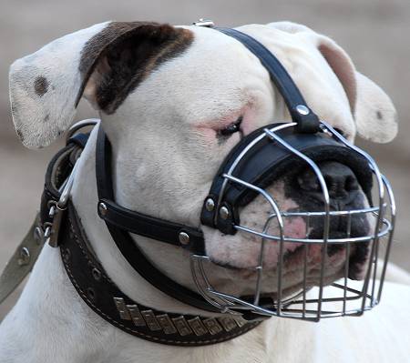 American Bulldog Muzzle for Training