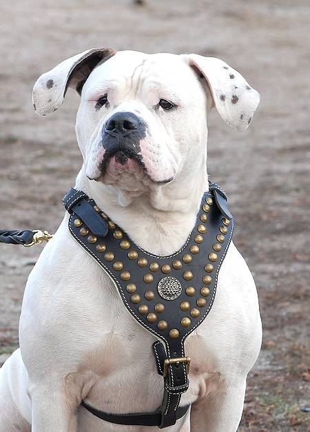 Best harness for american bulldog online