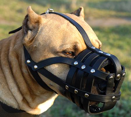 muzzle for american staffordshire terrier