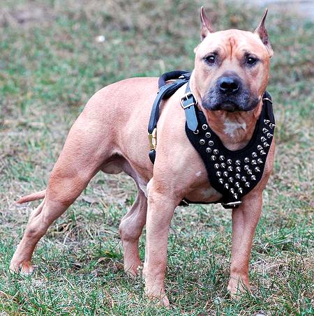 Spiked dog harness hot sale