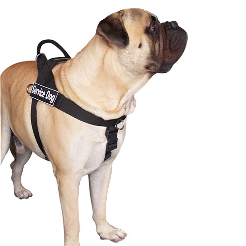 bullmastiff better control dog harness