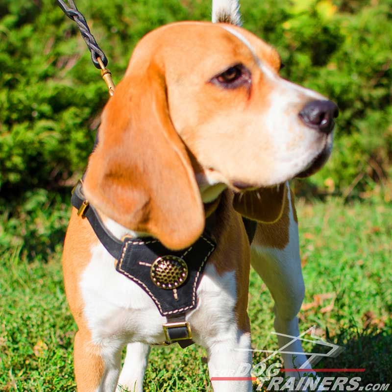 Louie Brown Edition Harness & Leash