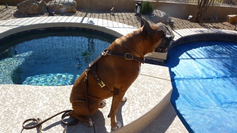 Boxer dog leather harness - tracking - Jake near pool
