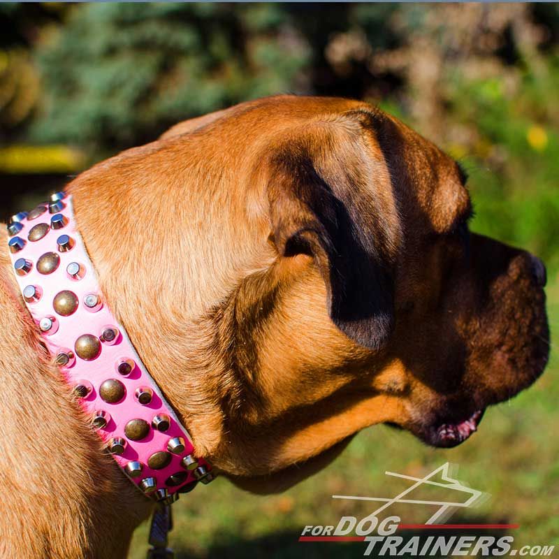 Pink Leather Cane Corso Collar With 3 Rows Of Studs S56p