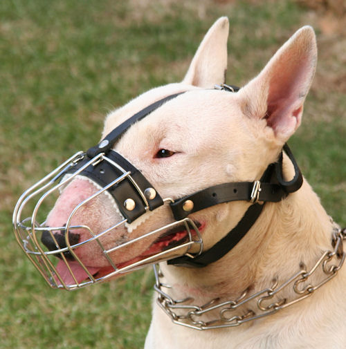 Bull Terrier Wire Basket Dog Muzzles Size Chart Bull