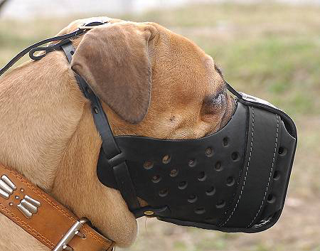 dog training collar