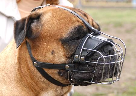 dog muzzle that allows dog to drink