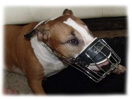 bull terrier muzzle