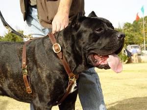cane corso dog harness
