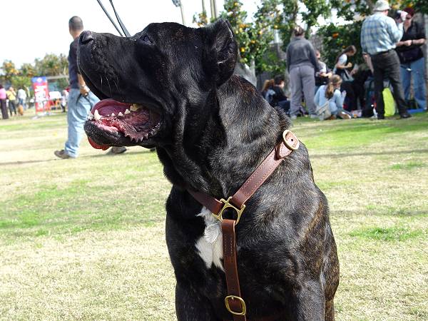 Luxury handcrafted dog harness- Cane corso