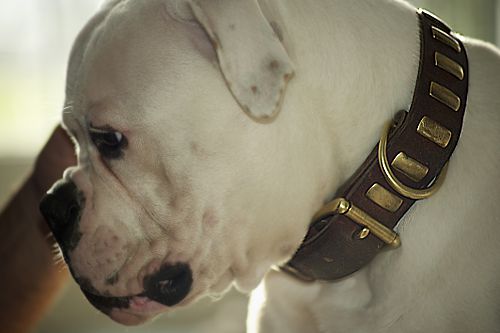 collar american bulldog