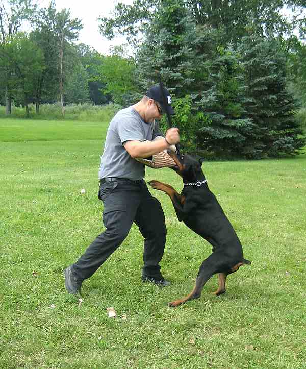Training Bamboo Dog Stick Covered Handle Grip