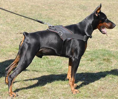 Nylon multi-purpose dog harness for tracking/pulling Doberman
