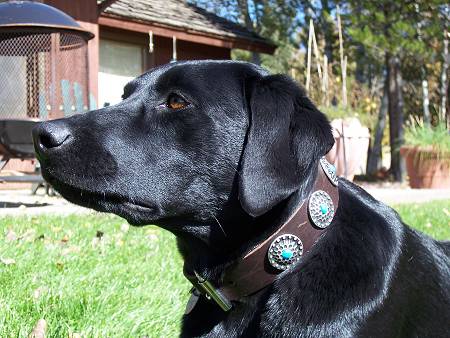 Labrador Luxury Leather Collar With blue Stones