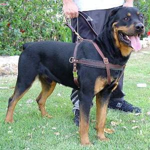 Tracking/Pulling Leather Dog Harness- Rottweiler large harness