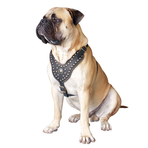 Leather DOg Collar for Bullmastiff Walking and Training