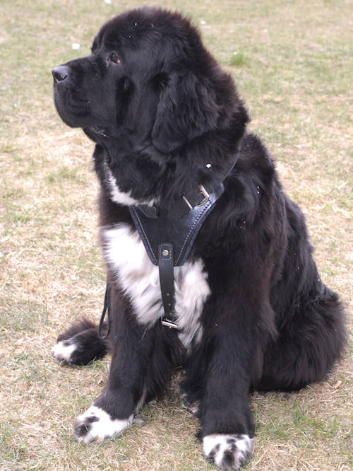 Large,best Leather Dog Harness-Newfoundland