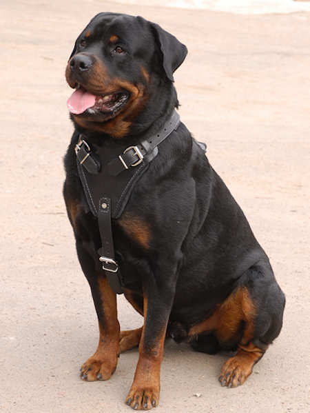 Attack Training Leather Dog Harness for Rottweiler