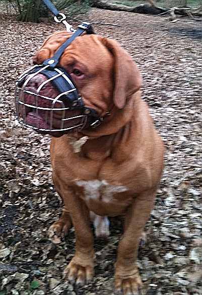 dog muzzle dogue de bordeaux wire muzzle good fit