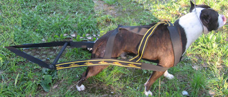 Weight Pulling Dog Harness Pitbull working