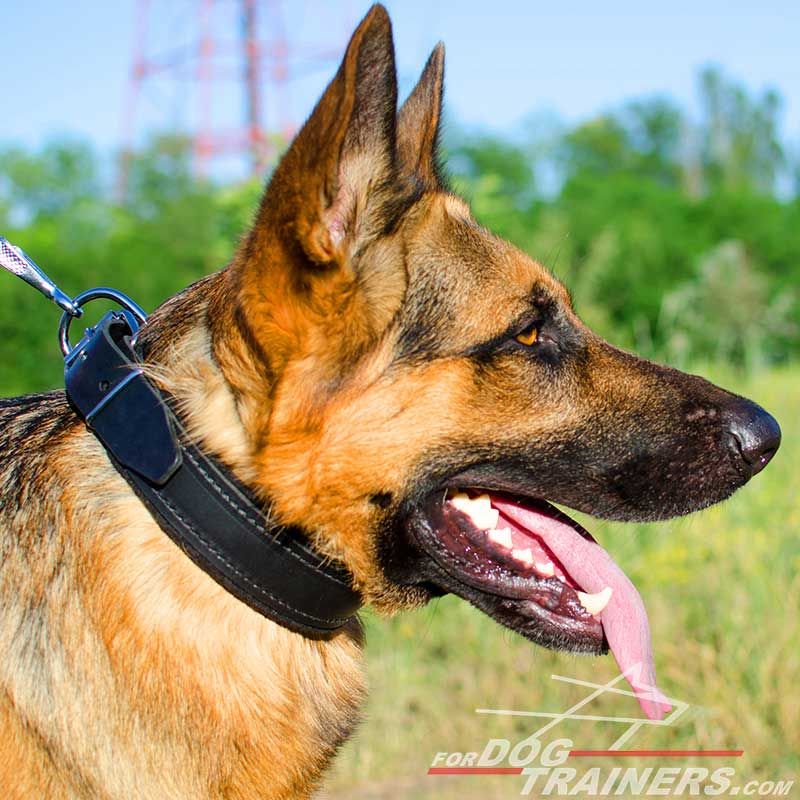 german dog collar