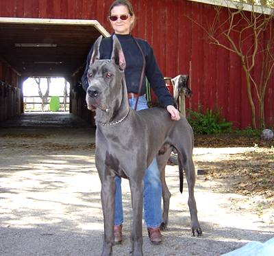 great dane size