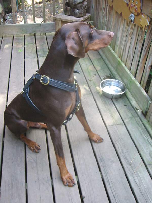 Handcrafted Leather dog collars for Doberman handmade : Doberman Breed: Dog  harness, Muzzle, Collar, Leash