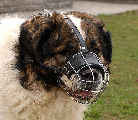 Basket Muzzle Size Chart