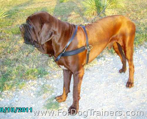 Korean Mastiff dog harness