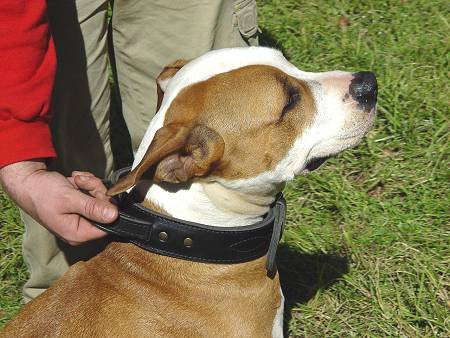 2 ply wide leather dog collar with handle