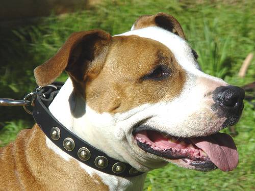 Tooled Wide leather dog collar for strong dogs