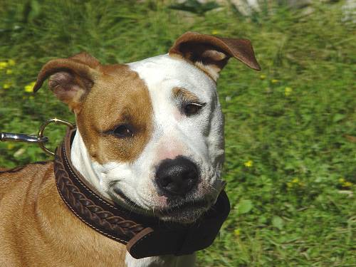 Amstaff Collar with Brass Hardware