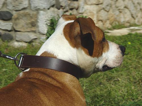 Leather Amstaff Collar Classic Style