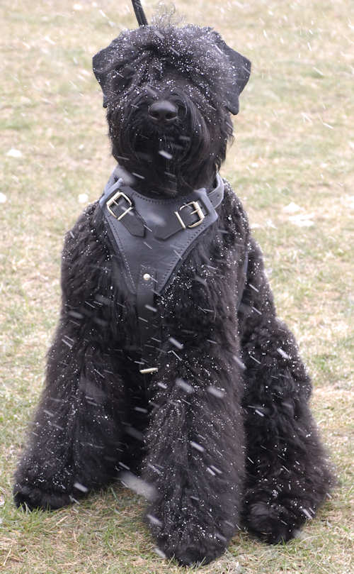 Tracking,custom Leather Dog Harness for black russian terrier [H1###1073 Leather dog harness agitation] - $84.99 : Best quality dog supplies at crazy reasonable - harnesses, leashes, collars, muzzles dog equipment