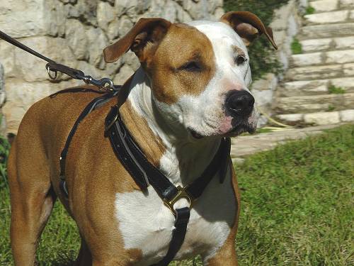 Slim Comfy Amstaff Harness