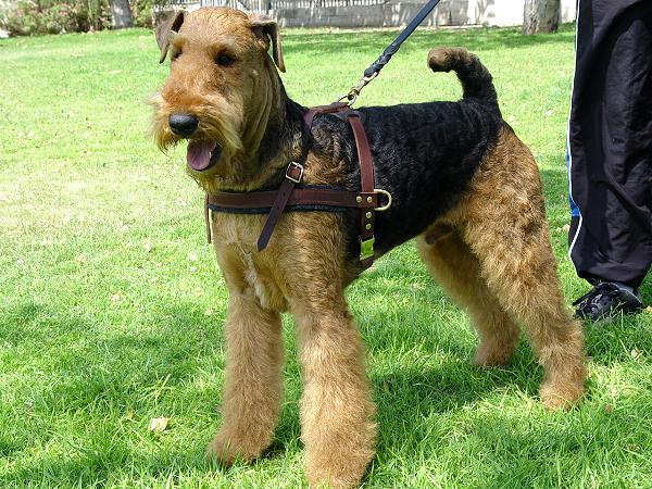 Pulling Airedale Terrier Harness Leather